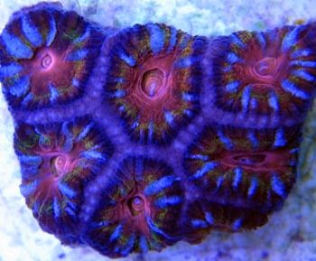 4047b3c1 - A couple cool corals