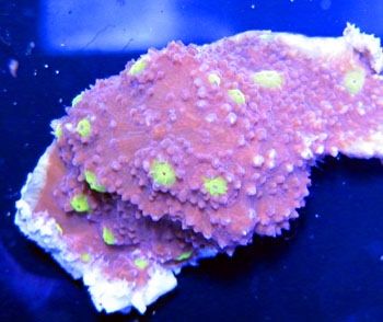 8fe9fdd5 - A couple cool corals