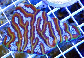 AussieMazeBrain - A couple cool corals