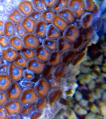 KeddsReds - A couple cool corals