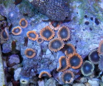 LunarEclipse - A couple cool corals