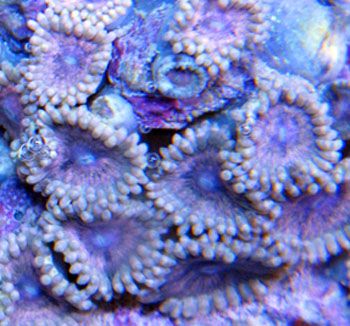 NicePinks - A couple cool corals