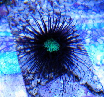 PurpleGreenTubeAnemone - A couple cool corals
