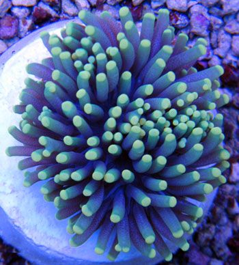 YellowTippedAussieTorch - A couple cool corals