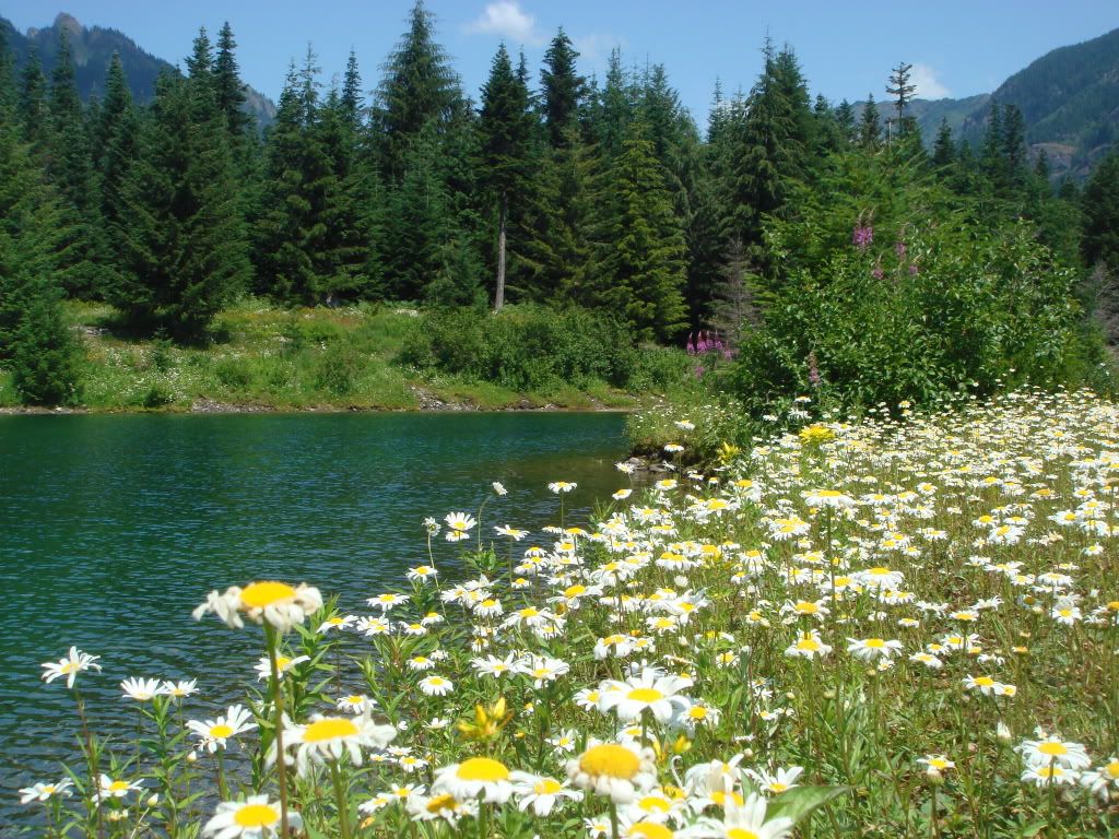 lake daisy
