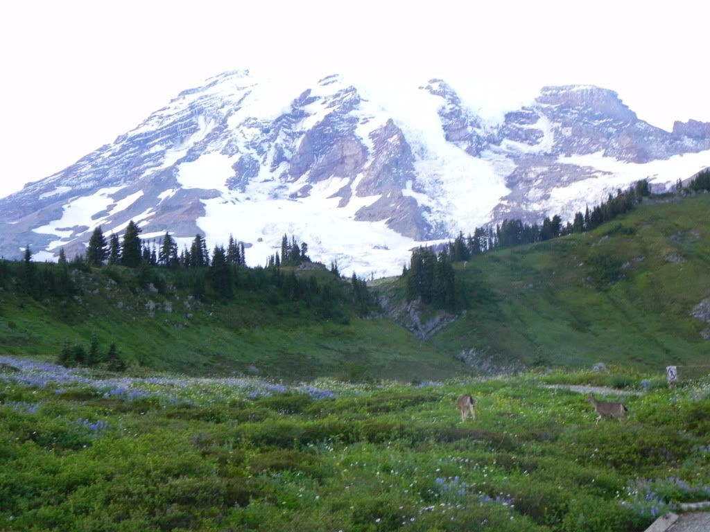 瑞年山 (Mt. Rainier 14000 feet high,  7:00 pm)