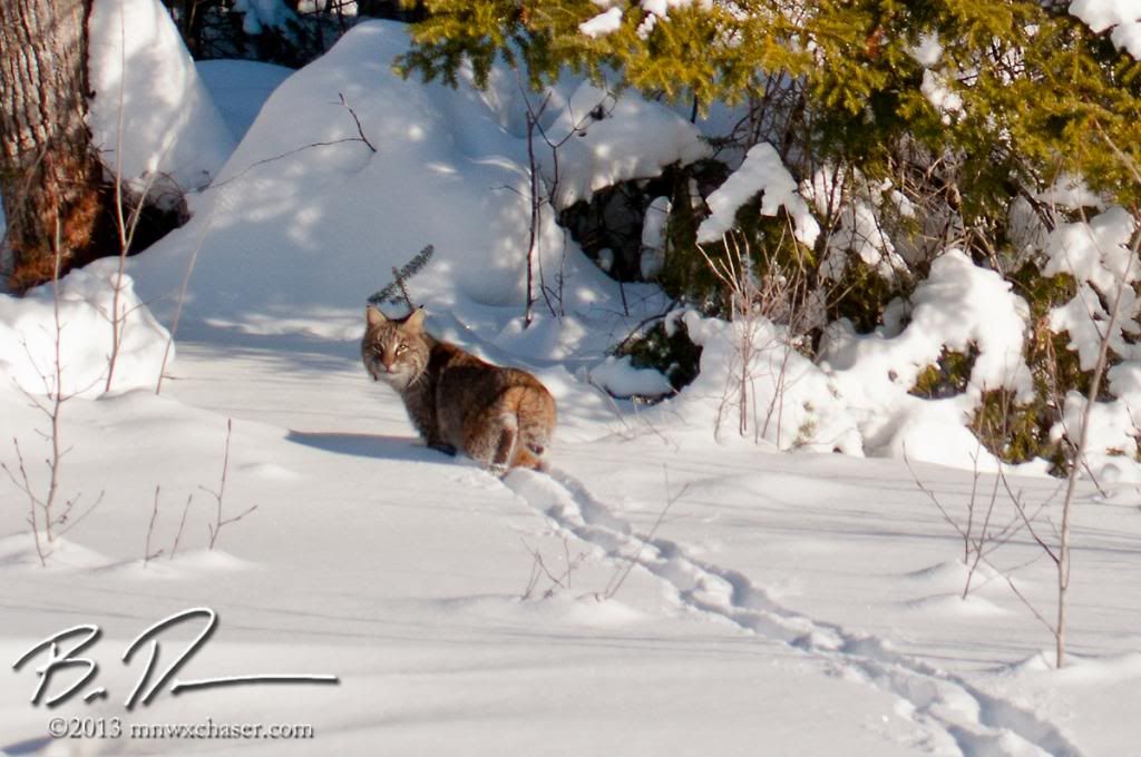 Kooching county bobcat photo 20130216-_D3C9757_zps91e11e32.jpg