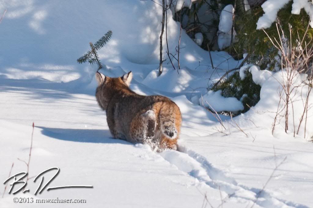 Kooching county bobcat photo 20130216-_D3C9759_zps7404654d.jpg