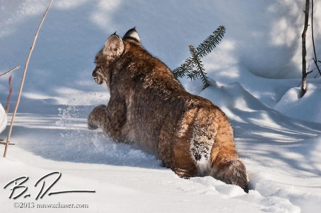 Kooching county bobcat photo 20130216-_D3C9760_zps4491680d.jpg