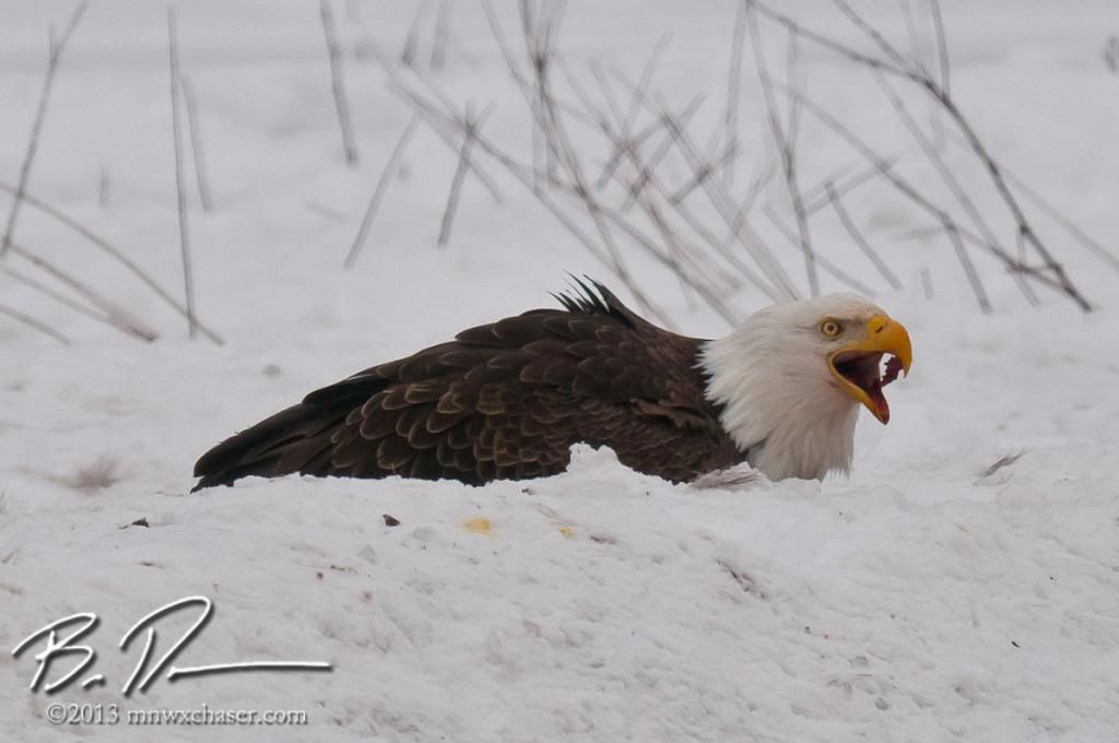 Koochiching county eagle photo 20130217-_D3C9866_zps930267bc.jpg