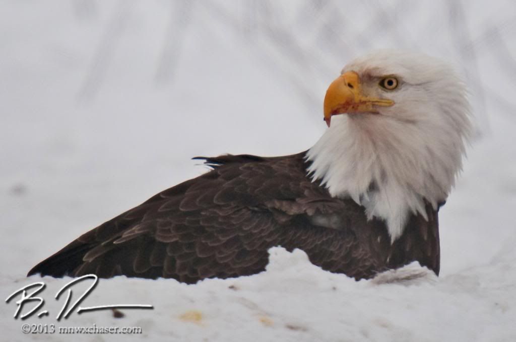 Koochiching county eagle photo 20130217-_D3C9875_zpse759fcac.jpg