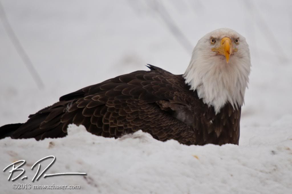 Koochiching county eagle photo 20130217-_D3C9898_zps7b92d4bb.jpg