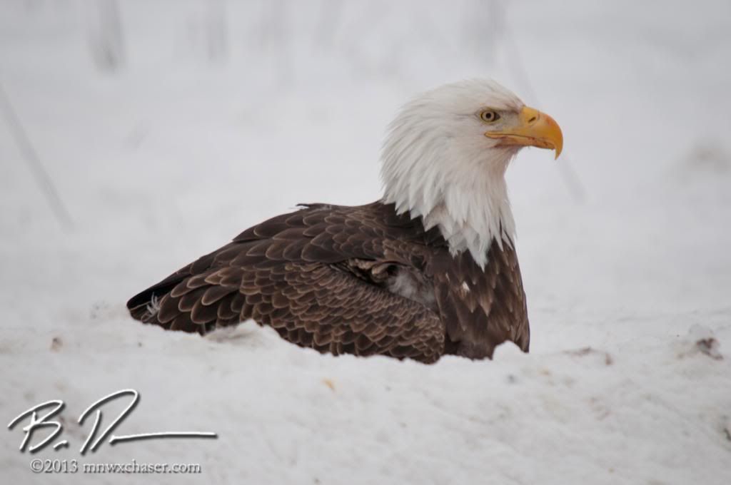 Koochiching county eagle photo 20130217-_D3C9920_zps60a076ea.jpg