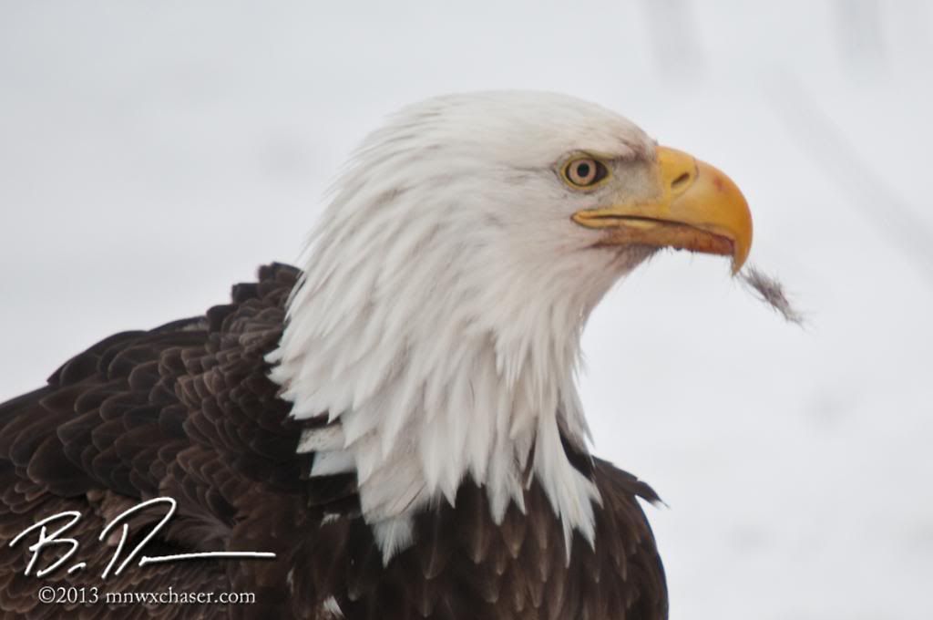 Koochiching county eagle photo 20130217-_D3C9927_zps8f848f31.jpg