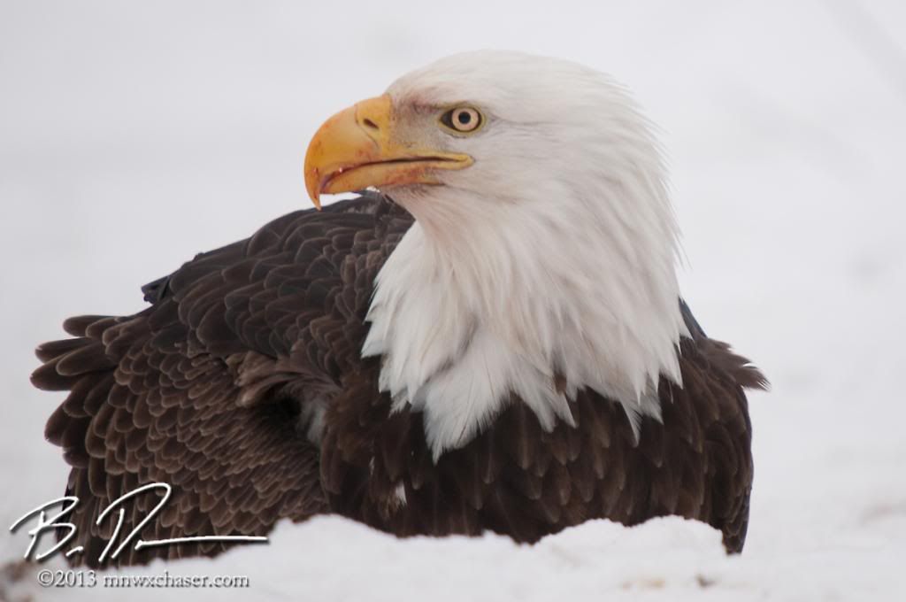 Koochiching county eagle photo 20130217-_D3C9931_zps996d6901.jpg