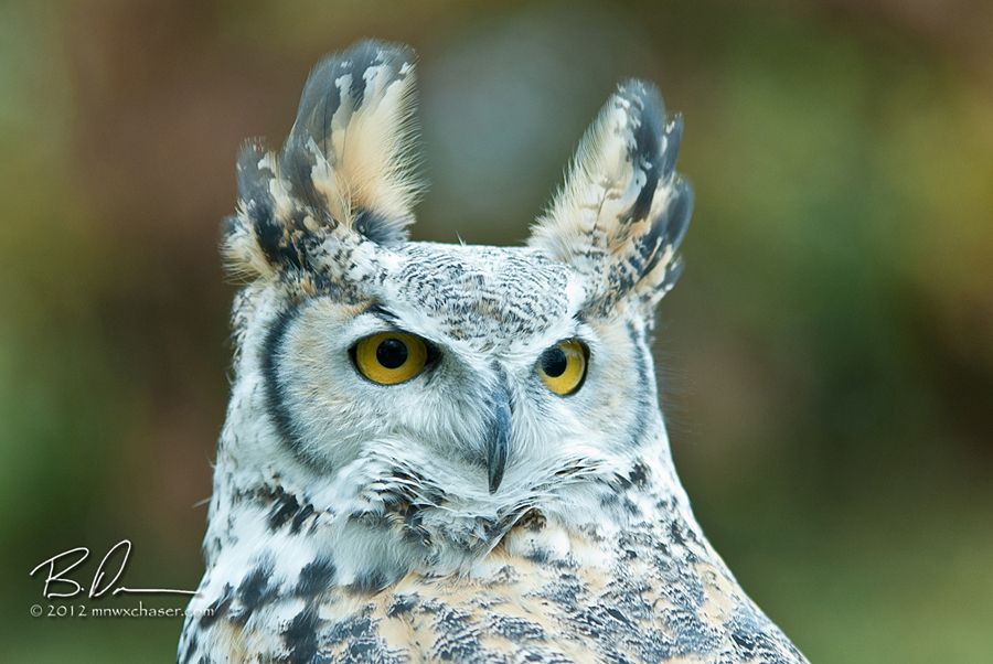 2012 The Raptor Center  Fall Release, Samantha the Great Horned Owl