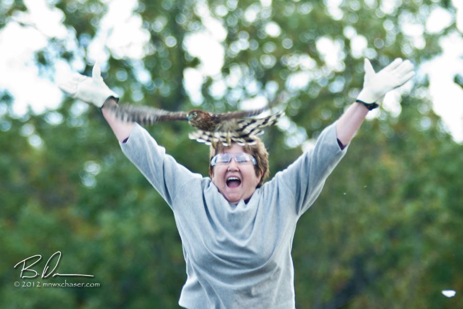 2012 The Raptor Center  Fall Release, Broadwing hawk release