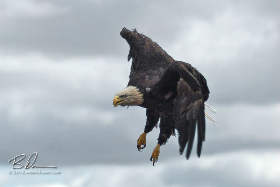 2012 The Raptor Center  Fall Release, Large female bald eagle