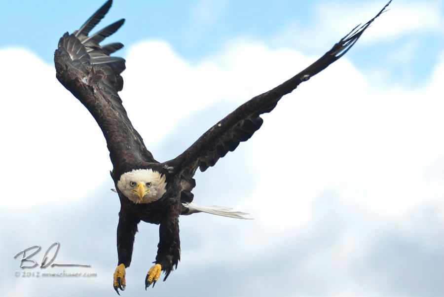 2012 The Raptor Center  Fall Release, Large female bald eagle