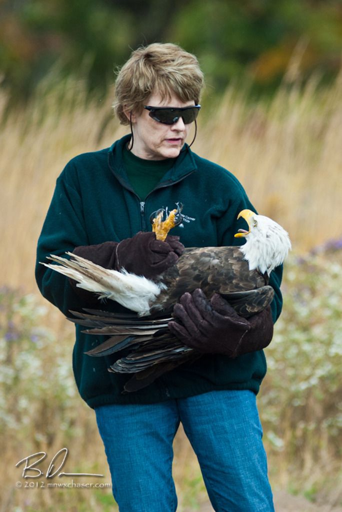 2012 The Raptor Center  Fall Release, This is one of the eagles I rescued this past year.  August 24th to be exact near Winsted, MN.  This eagle was a biter when I captured it.  Still is.