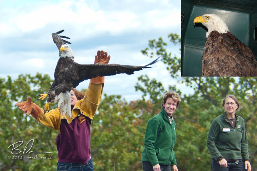 2012 The Raptor Center  Fall Release, The Winsted eagle is again free.