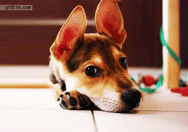 32+ Hello Gif Cute Dog Pictures