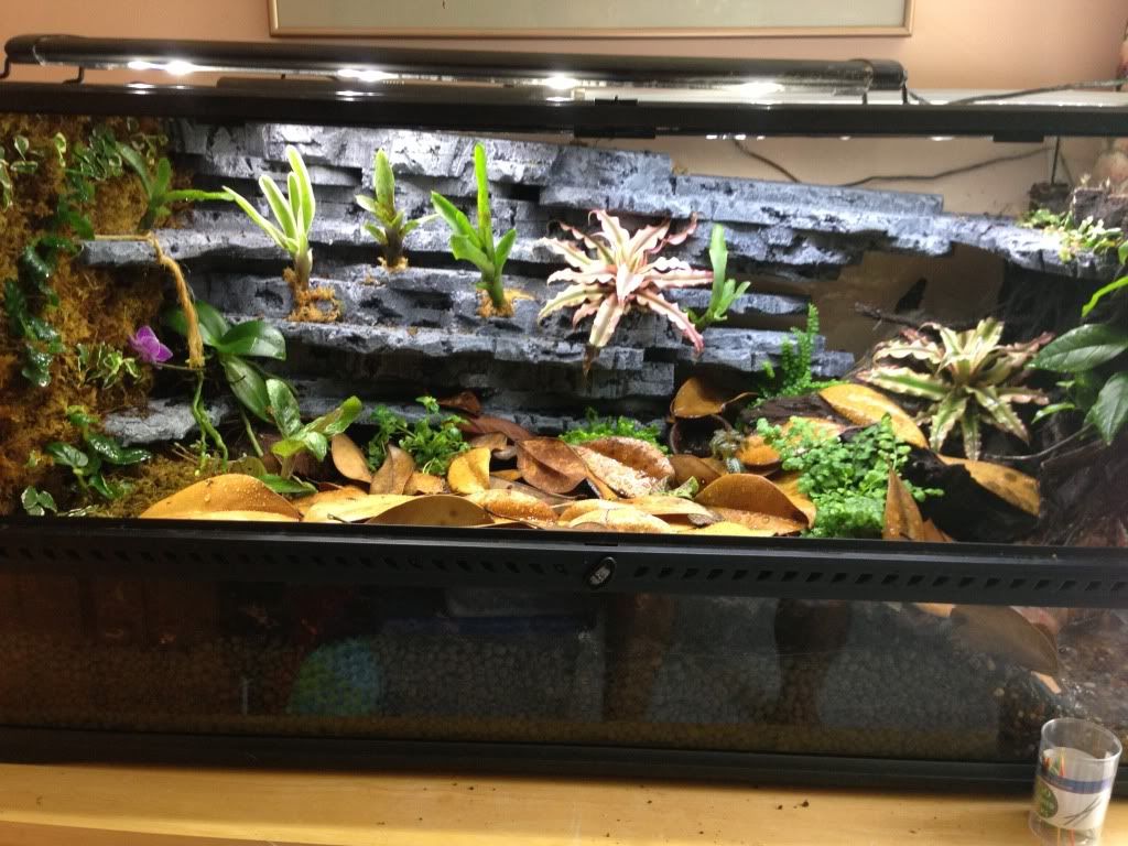 36"x18"x24" Exo Terra Display Build Dendroboard