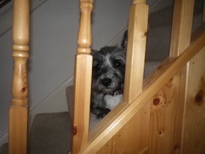 IMGP0092-1.jpg?t=1343035435