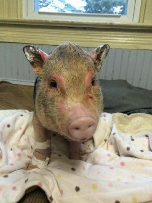 Pebbles The Pig
