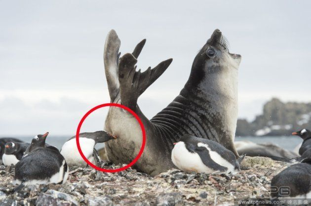 野生動物攝影師 Roy Mangersne 日前在南極拍到搞笑畫面