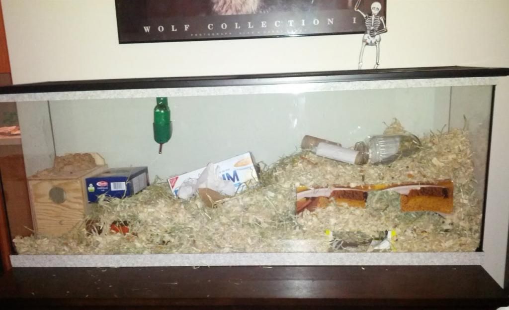 40 gallon hamster cage